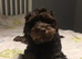 F1b cockapoo puppies