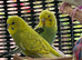 Young budgies