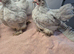 Pekin batam cocks