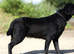 SHOW BLACK ENGLISH LABRADOR TOP QUALITY