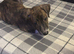 Saluki bull greyhound (lurcher) puppy’s