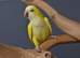 Baby Yellow Quaker,30