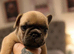 French bulldog puppies