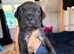 Cane corso x North American mastiff