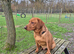 Fox Red Labrador for Stud