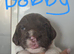 1 male kc puppy age 5 weeks