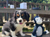 Gorgeous Cav Puppies