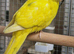 Stunning Kakirikies available