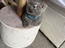 British short hair blue boys gccf registered