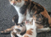 Kittens for sale