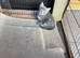 Russian blue x Bengal