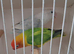 Love birds