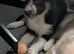 Border collie puppy for rehome