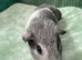 Baby Guinea pigs ready to leave now