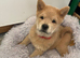 Last 2 girl chows £1000