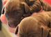 Sproodle puppies