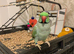 Pair of Ringneck