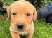 8 beautiful puppies
