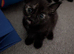 Kittens for sale
