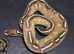 Various Ball Pythons