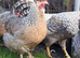 Cream Legbar Chicks Hatching Soon &ndash; Blue Egg Layers | Barnsley