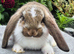 *****French Lops ready to be reserved****