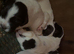 KC Springer spaniel puppies