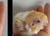 Handtame Lutino baby lineolated parakeets