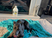 KC Registered female whippet