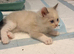 Two Gorgeous Ragdoll Kittens Ready to Leave!
