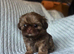 Beautiful Chocolate Shih Tzus