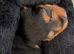 ADORABLE YORKSHIRE TERRIER PUPPIES FOR SALE