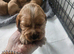 Full breed cocker spaniel