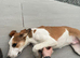 Saluki x greyhound puppy