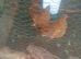3 point of lay chickens female