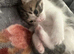 Goregeous russian blue female for sale