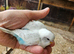Budgies for sale
