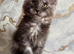 Stunning Maine Coon Kittens – Black Smoke & Blue Smoke – Health-Tested & TICA Registered
