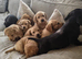 Stunning Labrador Retriever Puppies Available