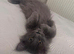 Maine coon