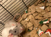 Rats for sale hull