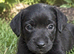 Jack Russle Puppies