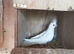 I have 3 baby cockatiels for sale
