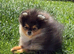 5month old male Pomeranian puppy