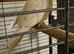 Cockatiel for sale, male bird not sure on age.