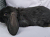 Cute French x Mini Lop kits looking for new homes
