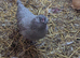 Araucana / Blue egg Layer Bantam Pullet POL