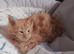 Maine Coon kittens