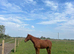 Beautiful irish sports gelding