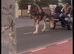 15.2 4yr red roan Ride & Drive Mare